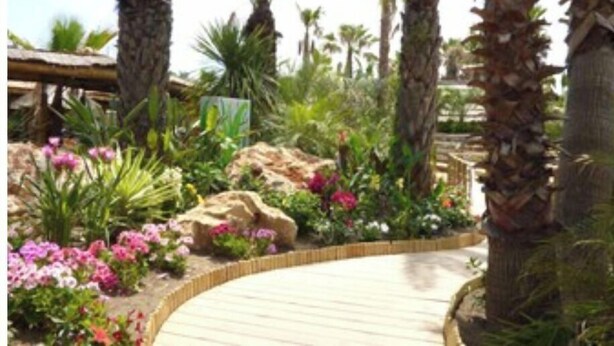 Un sendero en un jardín con palmeras y plantas con flores.
