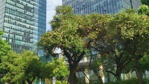 A modern building with reflective glass windows, surrounded by lush green trees. - Fengyuanju Business Hotel (Zhongshan)