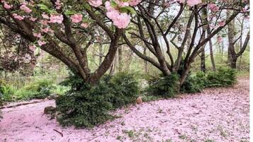 Un sendero bordeado de árboles con flores rosadas y un follaje verde exuberante.