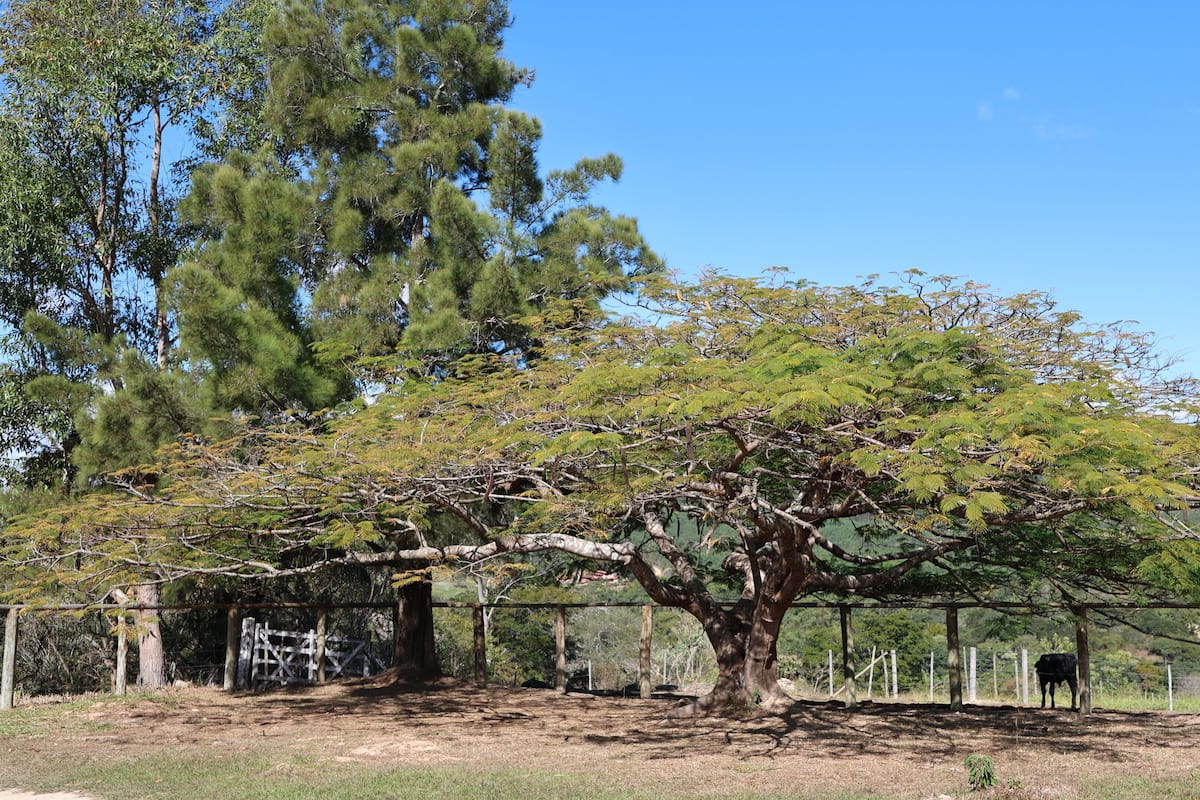 Casa estándar | Vistas al jardín