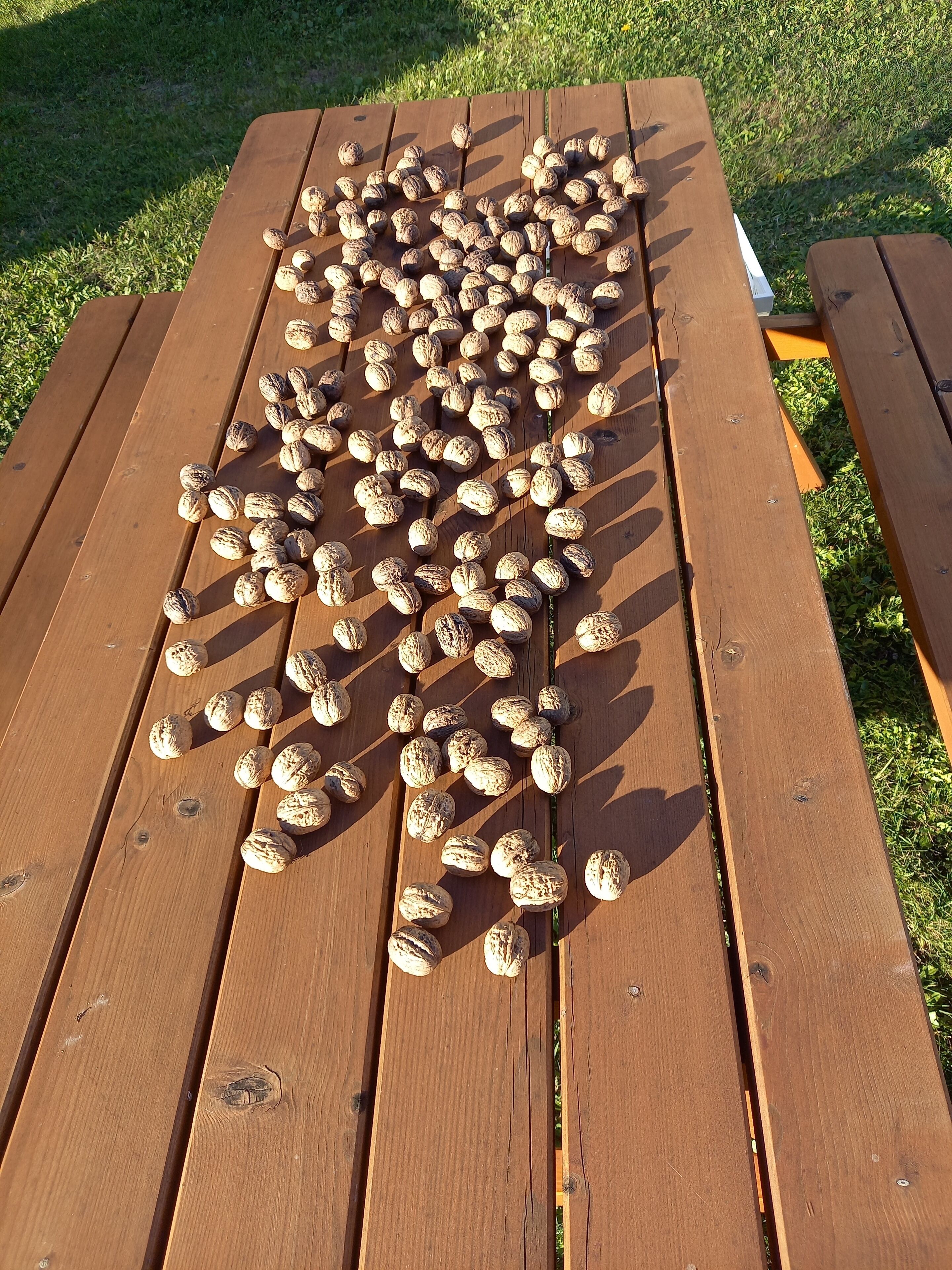 Ein Holztisch für ein Picknick mit verstreuten Walnüssen.