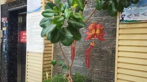A building exterior with a textured wall, a small tree with green leaves, and a red decorative item. - Mouding Minghuang Hotel (Mouding)