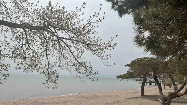 A beach with sandy shore, trees, and a calm sea.