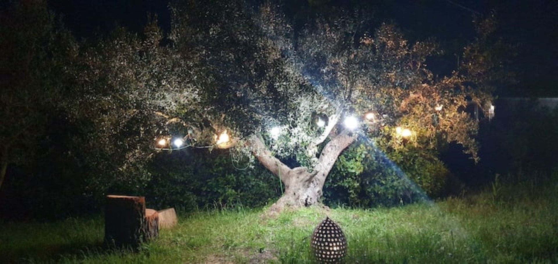 Ein Baum mit Lichtern am Fuße, umgeben von Gras und dunklem Hintergrund.