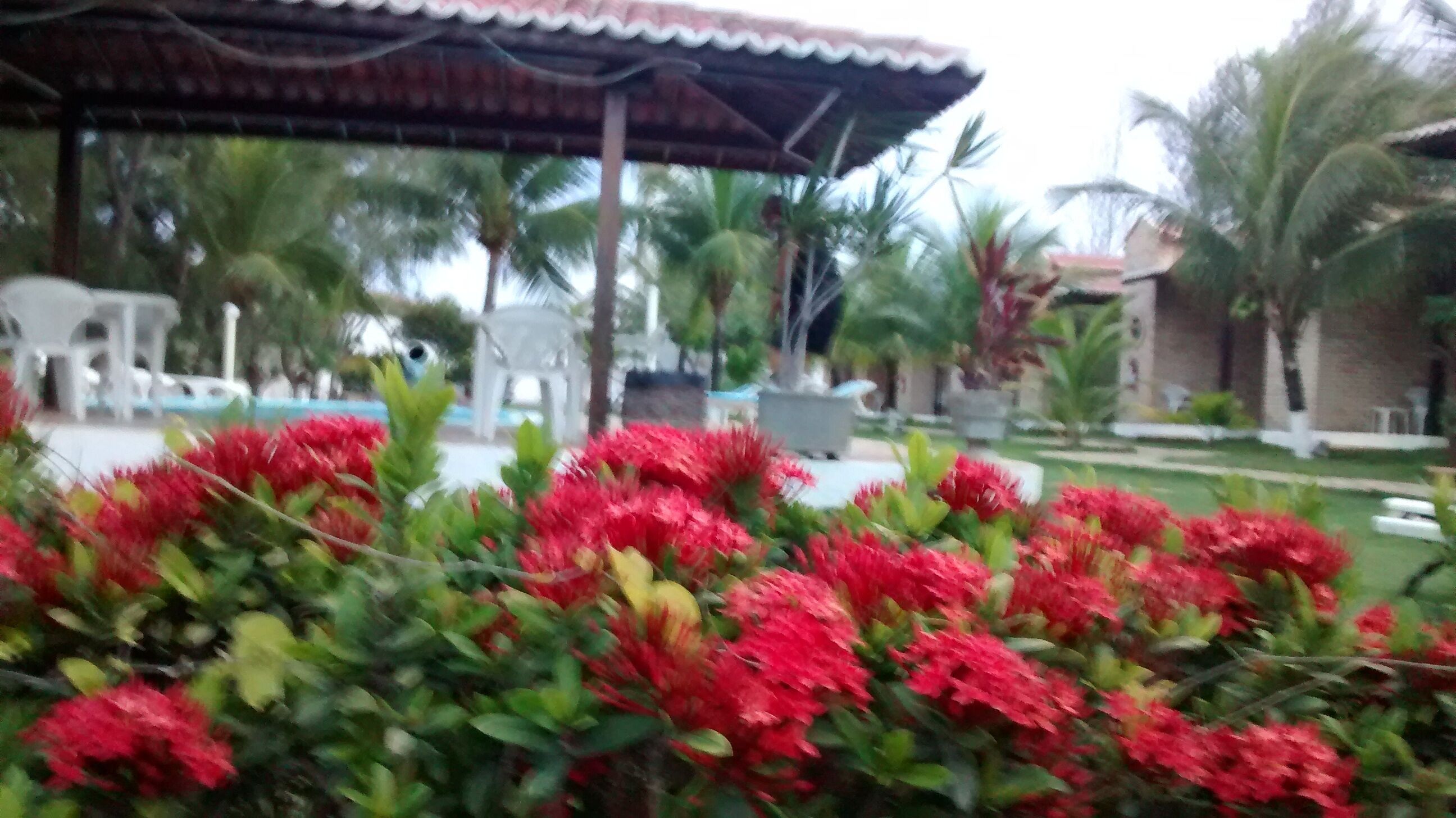 Un jardín con flores rojas y una zona de estar cubierta, con sillas y mesas.
