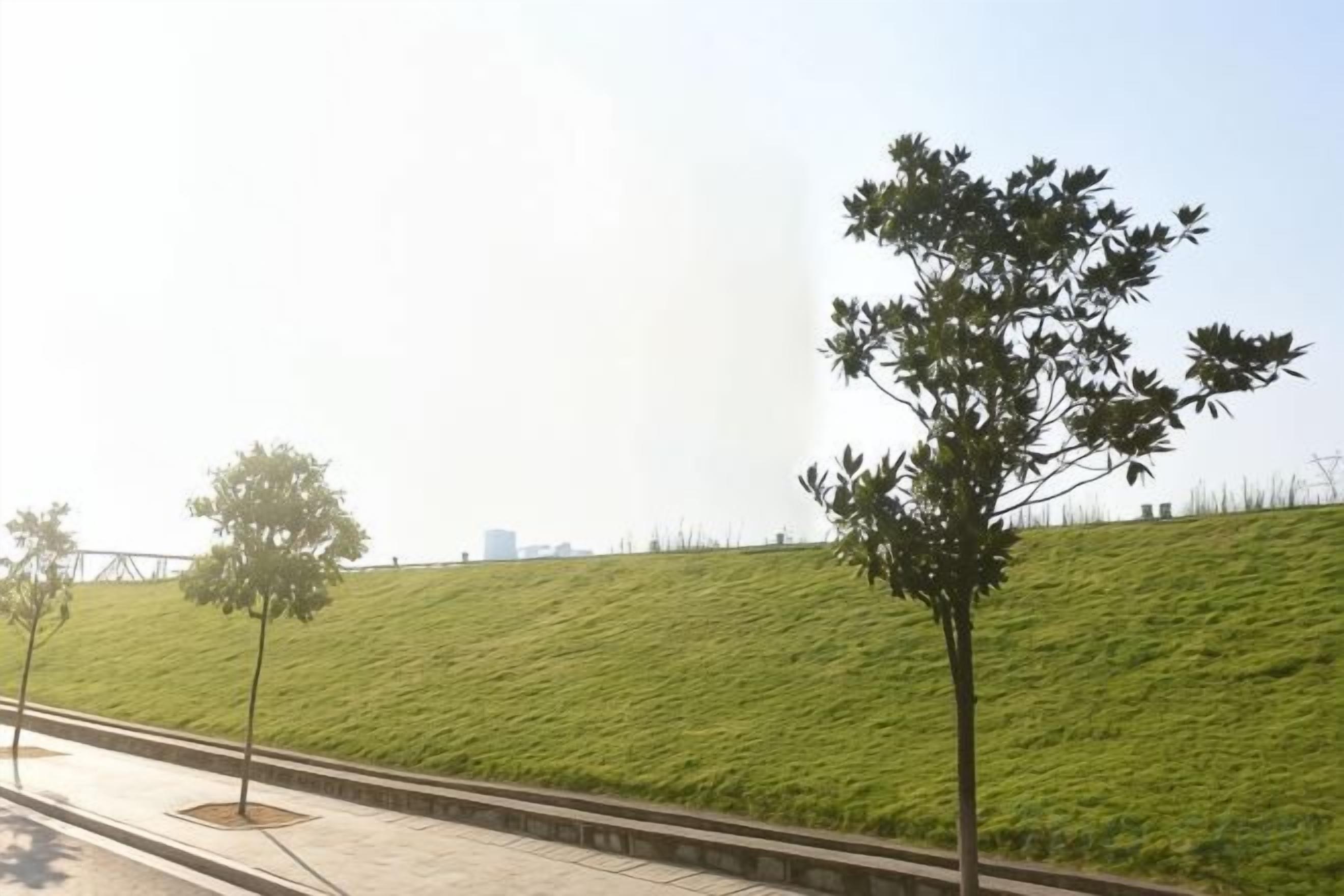 Une pente herbeuse avec un arbre et un trottoir.