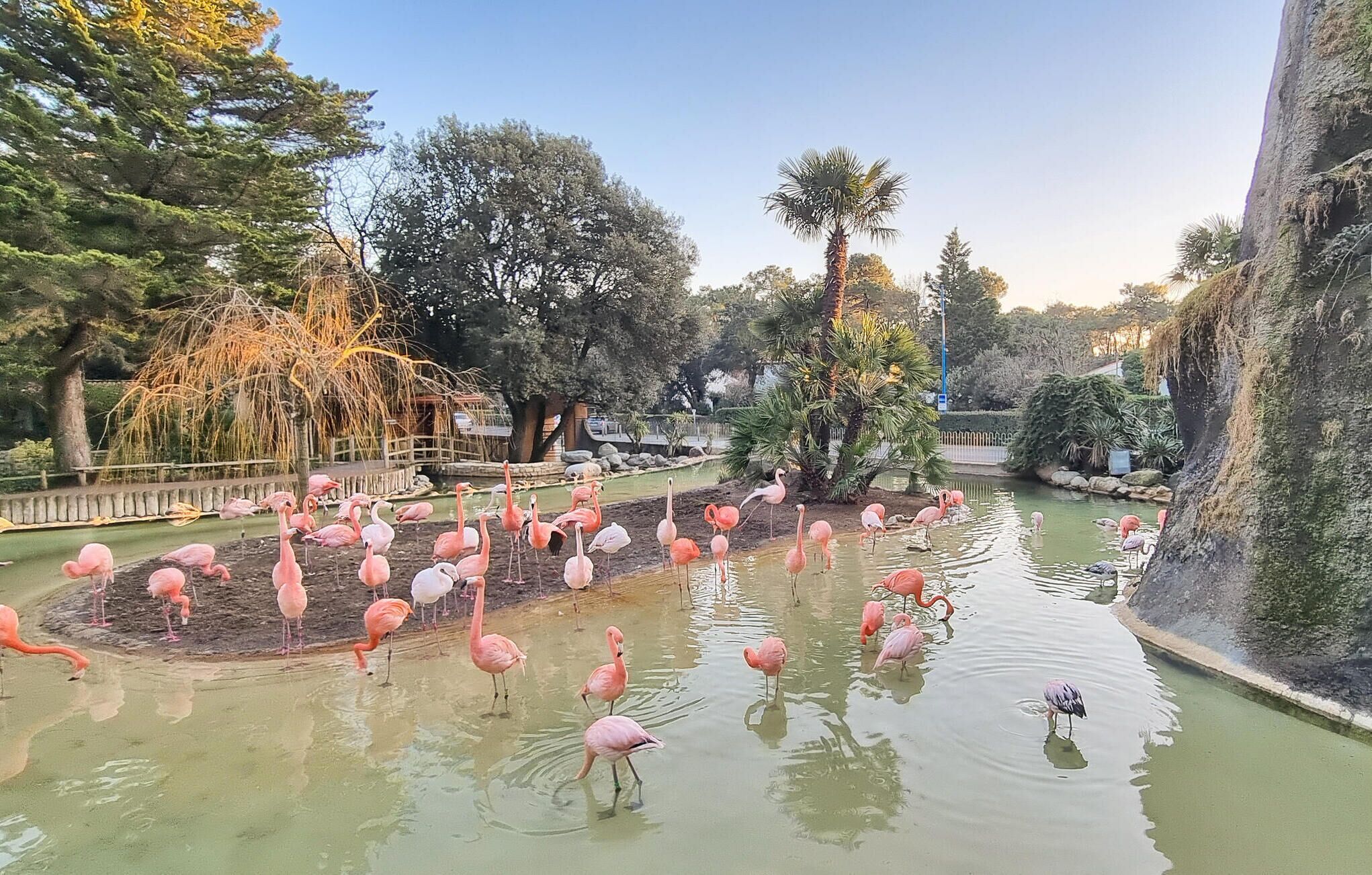 Een vijver met flamingo's en verschillende bomen op de achtergrond.