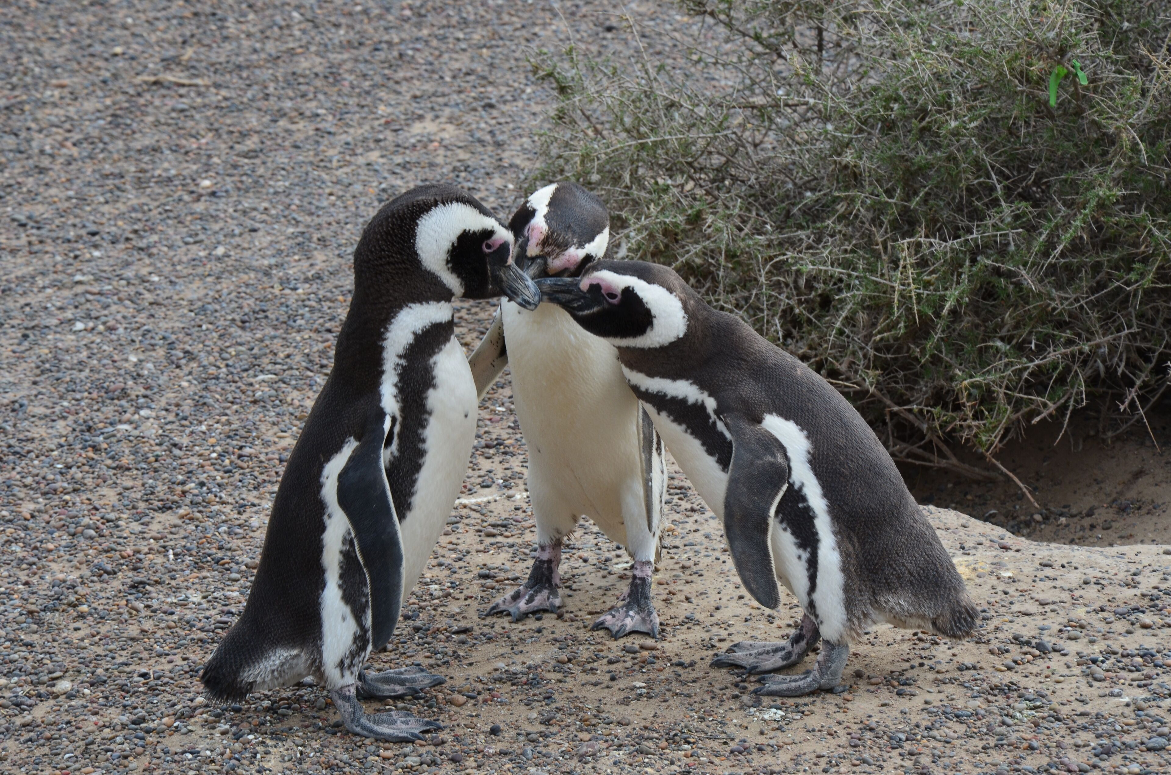 Three penguins on a gravel surface with sparse vegetation in the background.