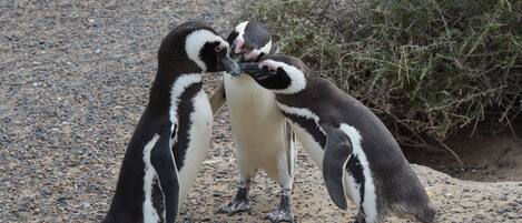 Three penguins on a gravel surface with sparse vegetation in the background.