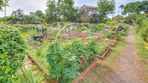 Un jardín con bancales elevados y diversas plantas.