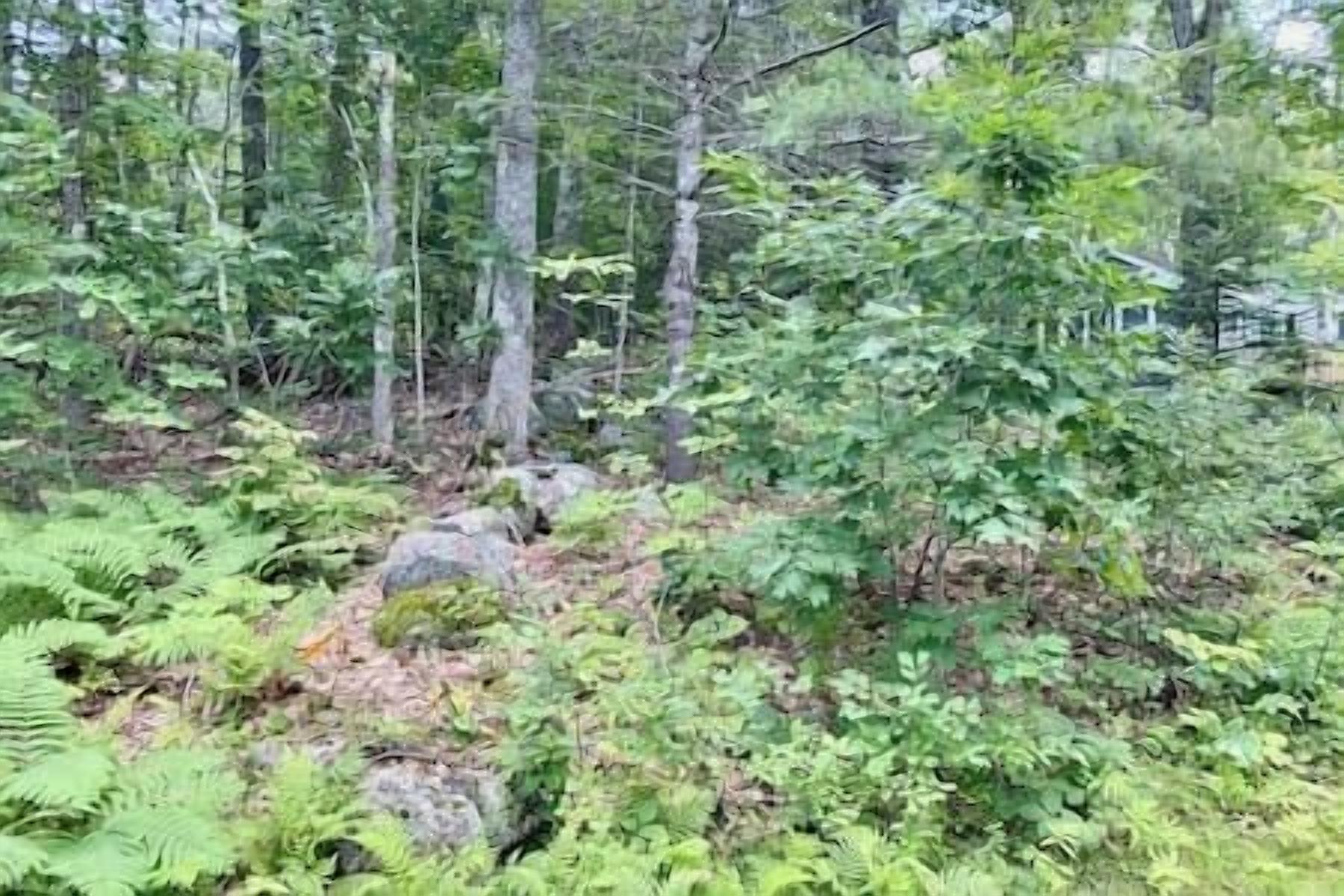 Une forêt dense, avec de grands arbres et un sous-bois touffu.