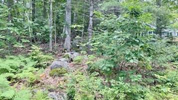 Une forêt dense, avec de grands arbres et un sous-bois touffu.