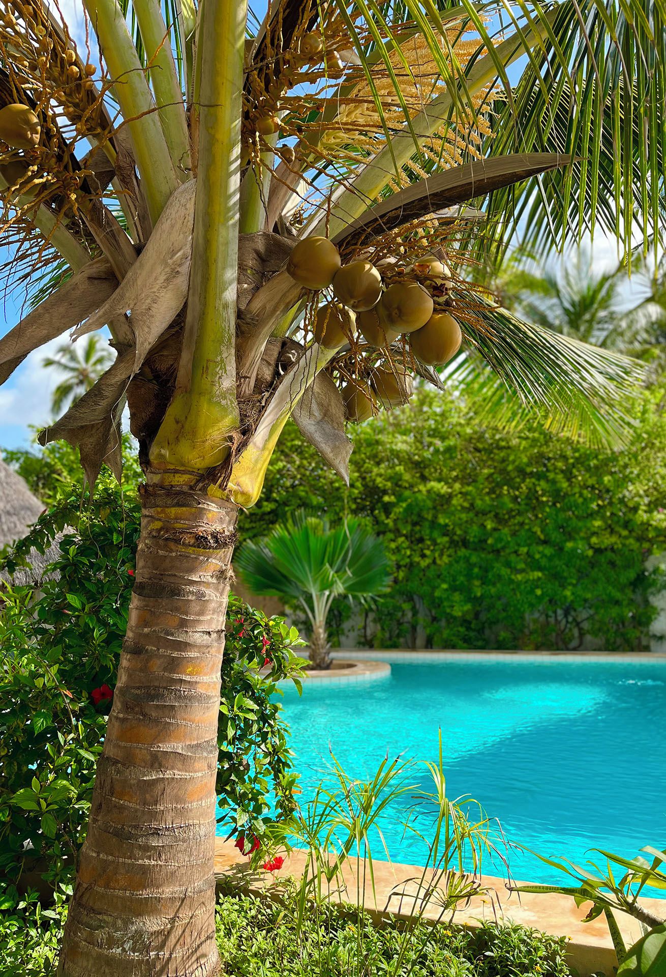 A palm tree with coconuts, a pool, and lush greenery.