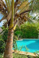 Una palmera con cocos, una piscina y abundante vegetación.