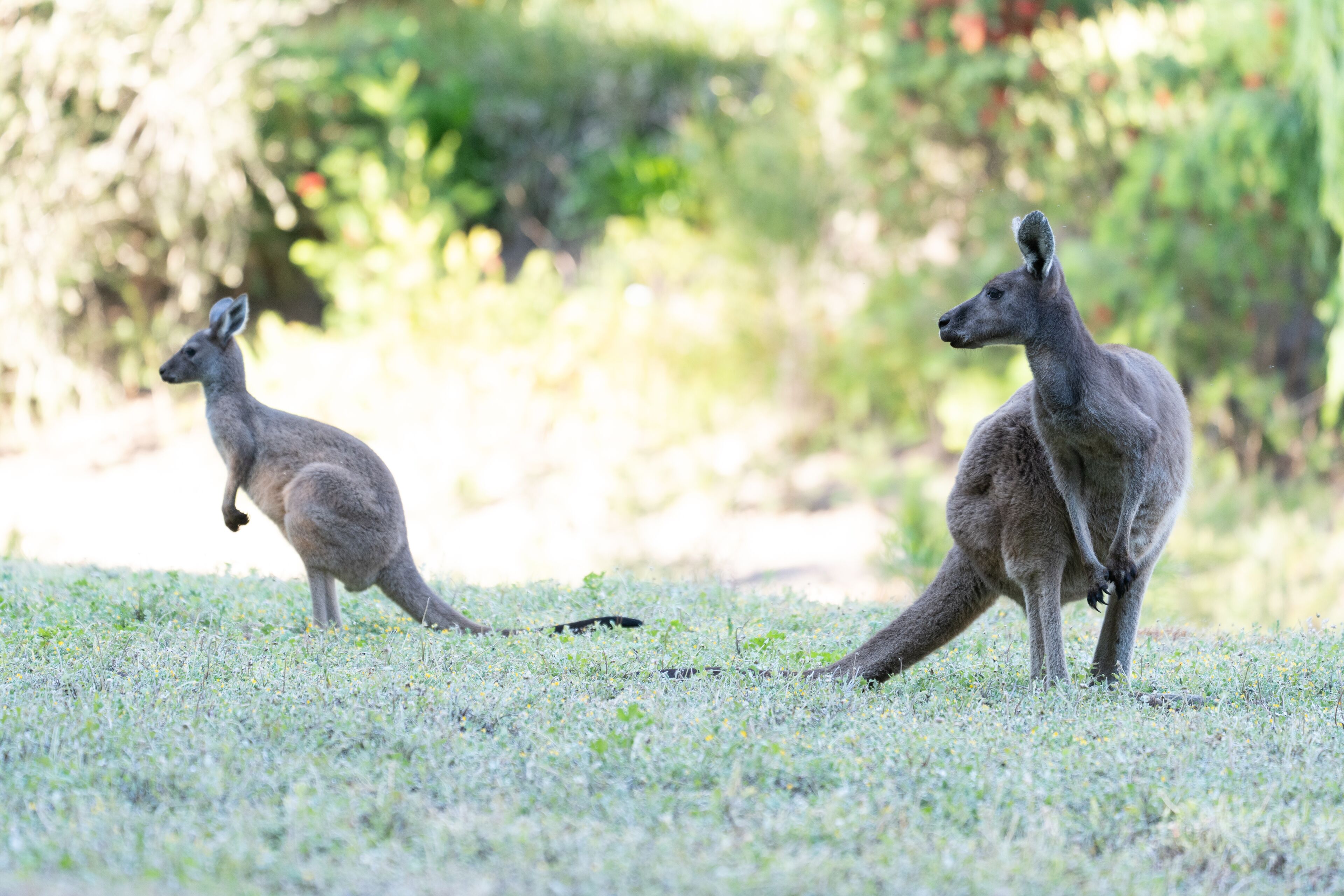 Two kangaroos in a grassy area with trees in the background.