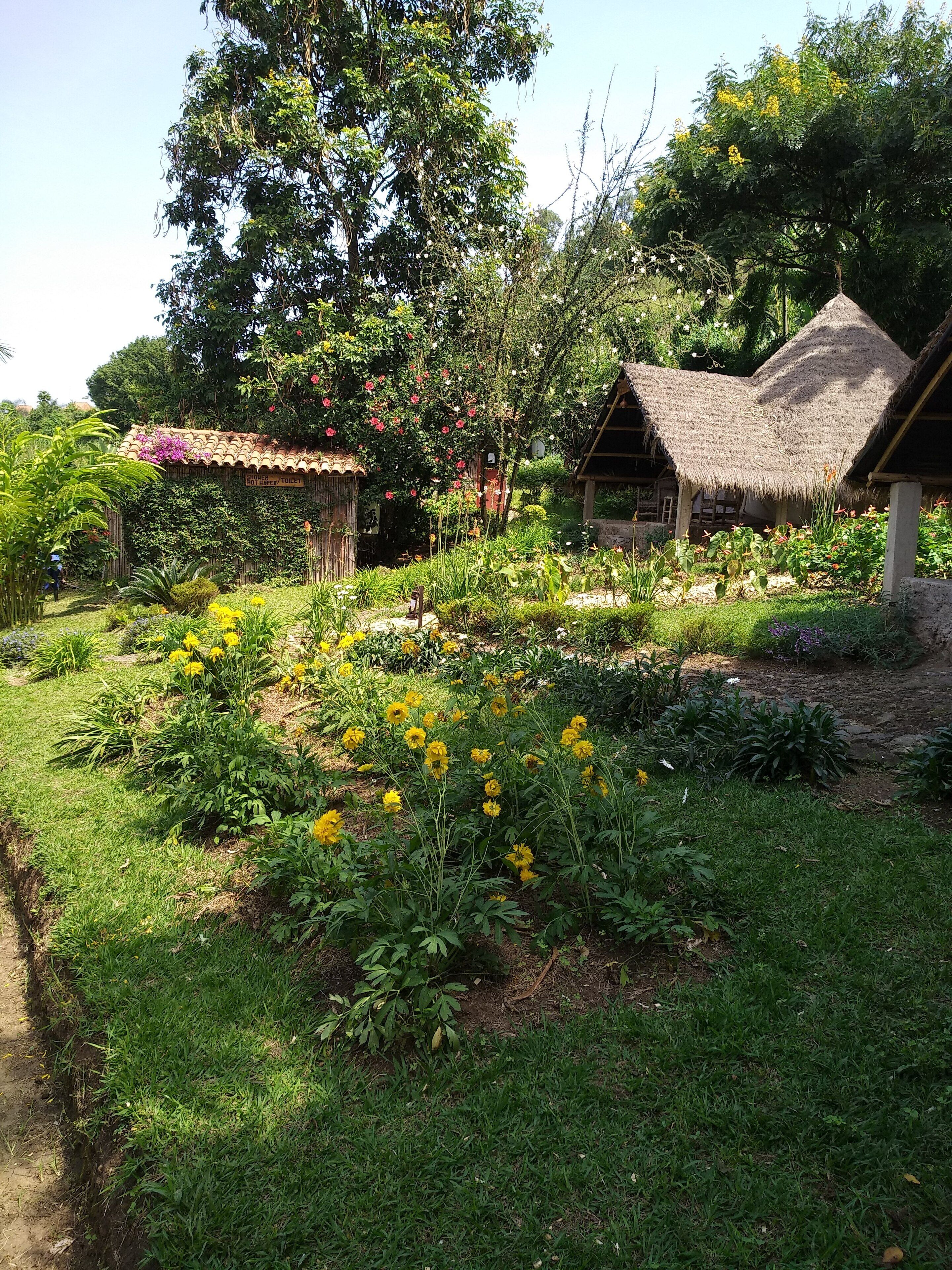 A garden with a thatched-roof structure, surrounded by various plants and flowers.