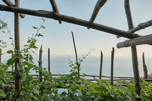 Vue sur le vignoble