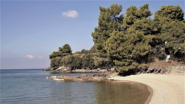 A beach with clear water, sandy shore, and dense trees.