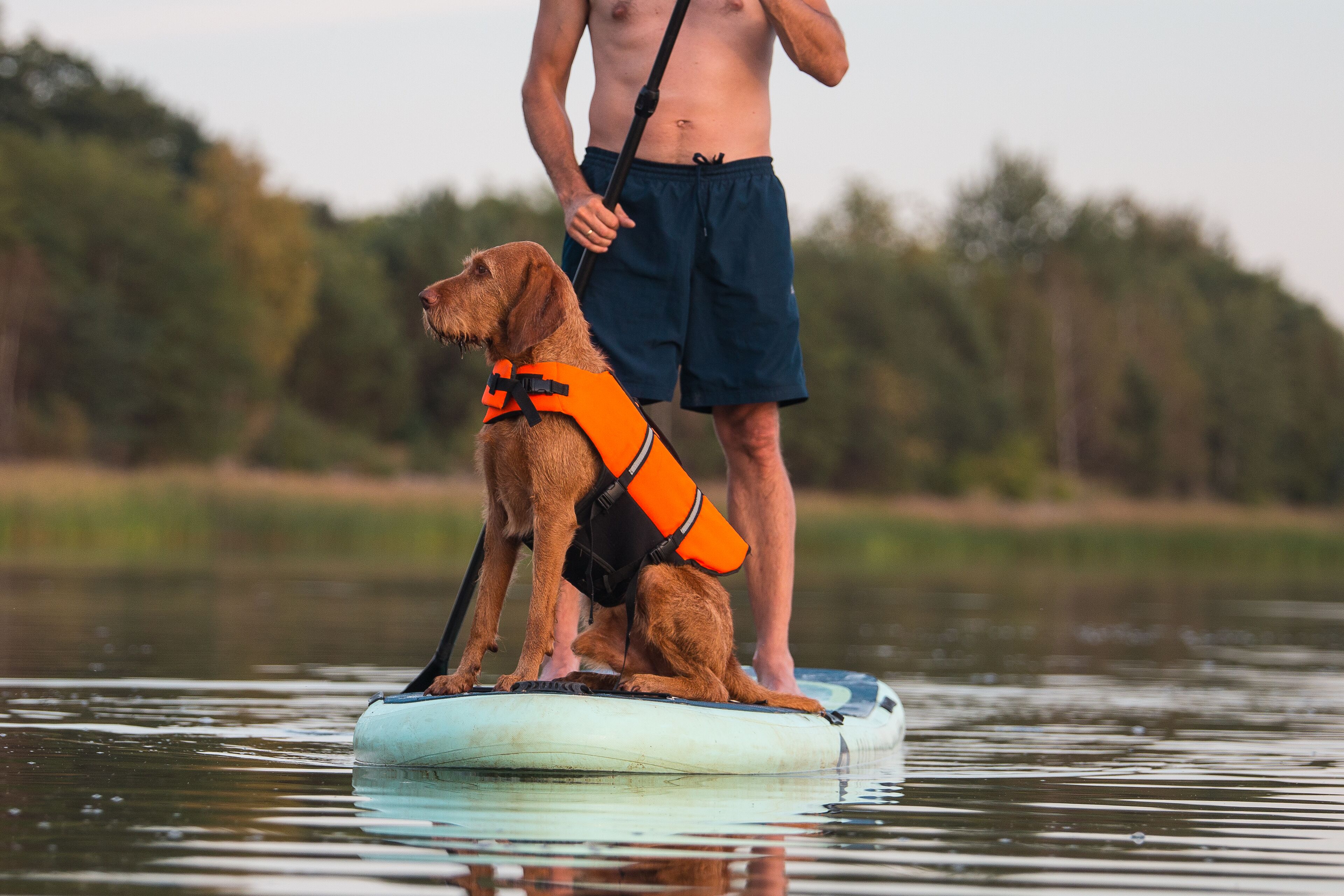 Une personne debout sur une planche de paddle, avec un chien portant un gilet de sauvetage.