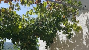 An outdoor patio with stone tables and chairs, a pergola with vines, and a view of greenery in the background. - Olive tree - Apartments in old farmhouse (Rodi Garganico)