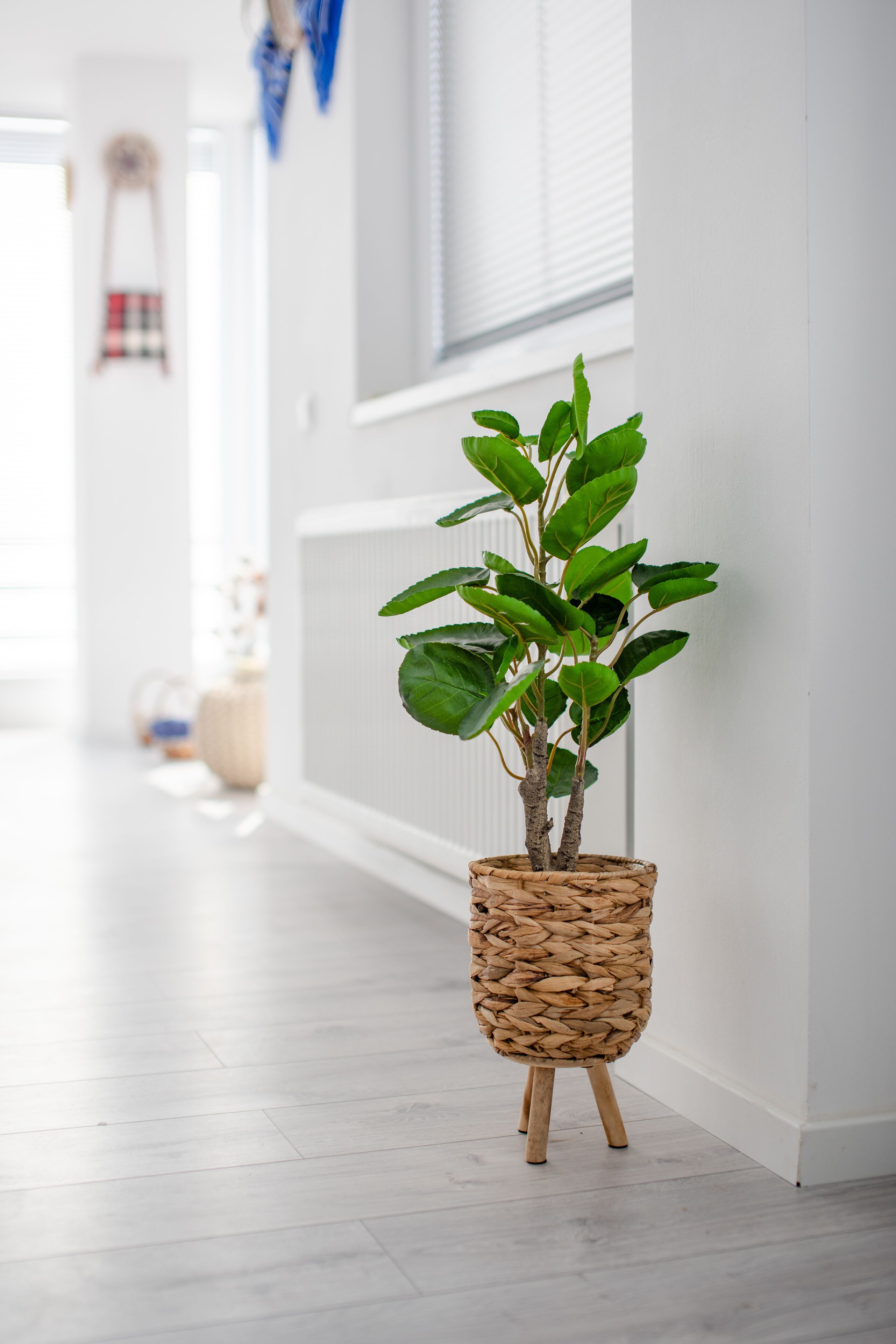 A potted plant in a woven basket on a wooden stool in a hallway with white walls and a light-colored floor.