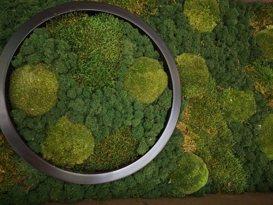 Un pot de fleurs rond, orné de différentes plantes vertes et de mousse.