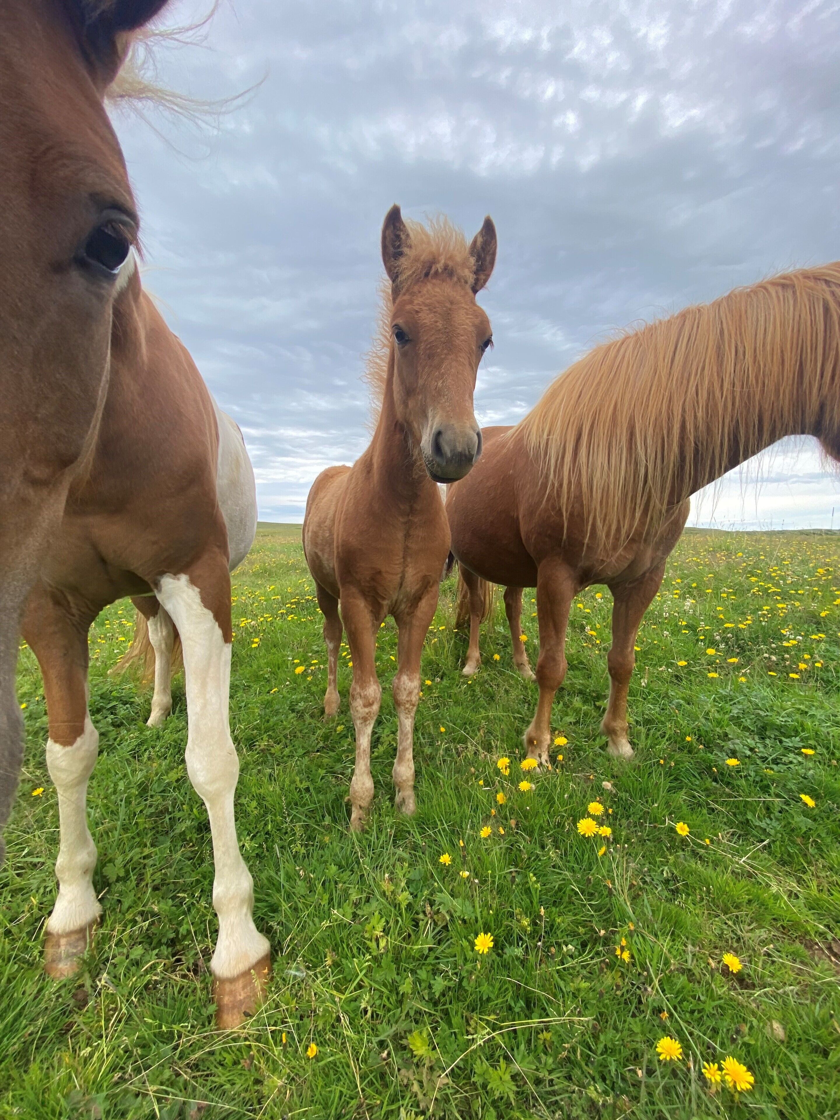 Three horses standing in a grassy field with yellow flowers.