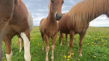 Three horses standing in a grassy field with yellow flowers.