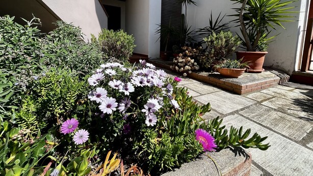A courtyard with various potted plants and flowers, a tiled floor, and a building entrance. - Pini apartment in Follonica (Follonica)