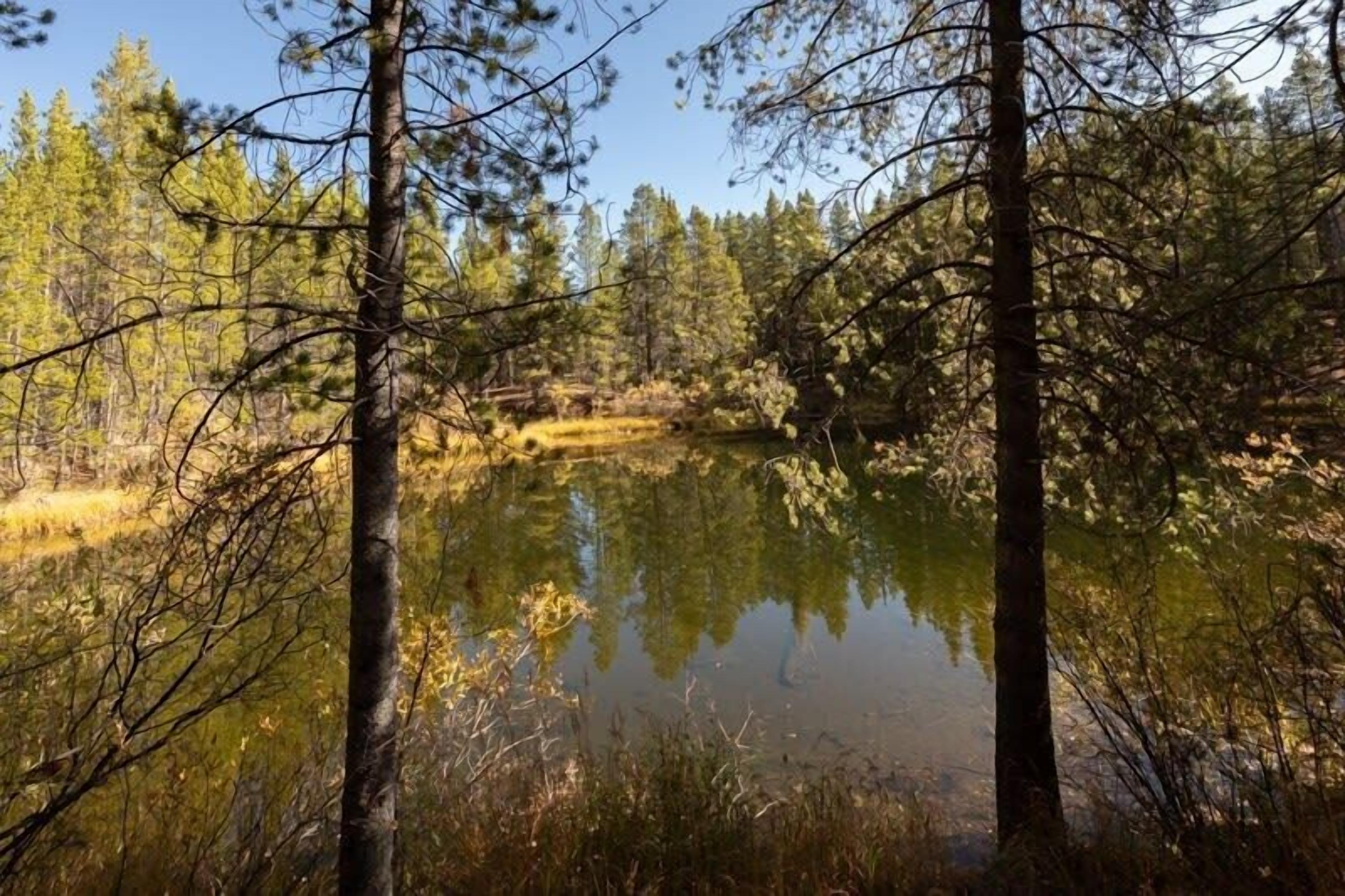 A serene forested area with a calm pond surrounded by tall trees and dense underbrush.