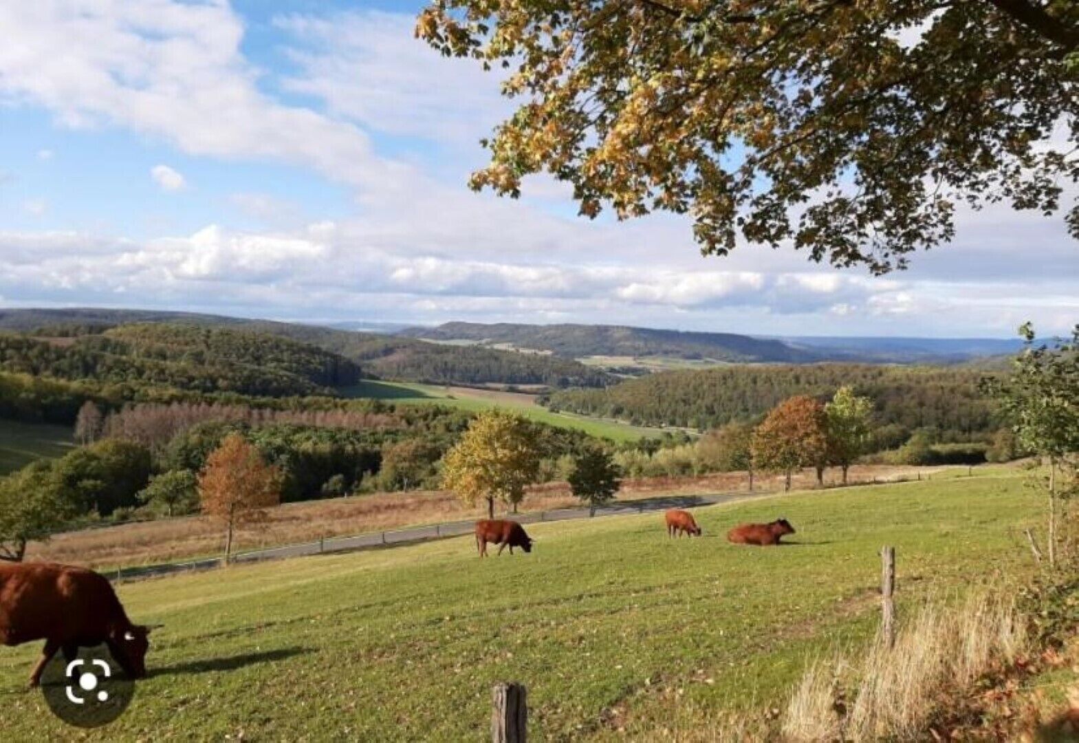 A rural landscape with grazing cows, trees, and rolling hills in the background.