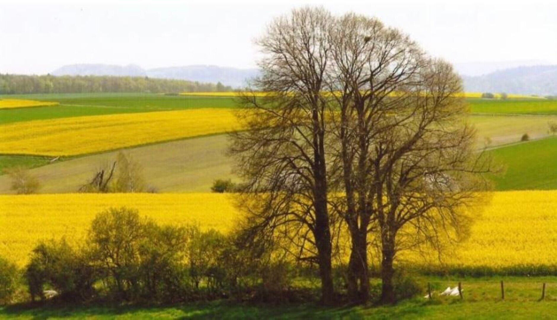 A rural landscape with fields of yellow flowers and a large tree in the foreground.