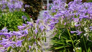 A garden pathway lined with purple flowers leading to a conservatory.