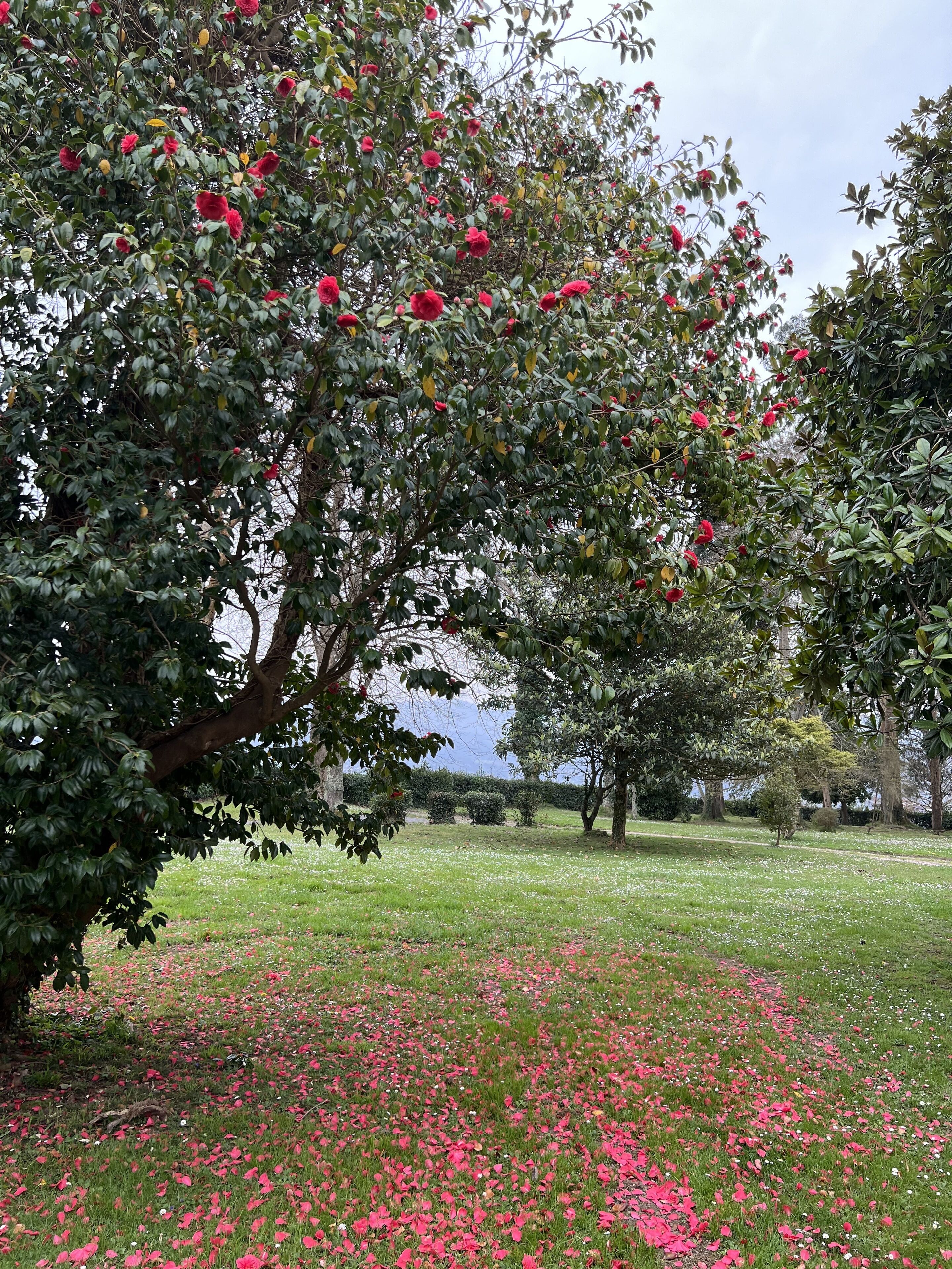 Een park met een boom vol rode bloemen en een gazon bezaaid met roze bloemblaadjes.