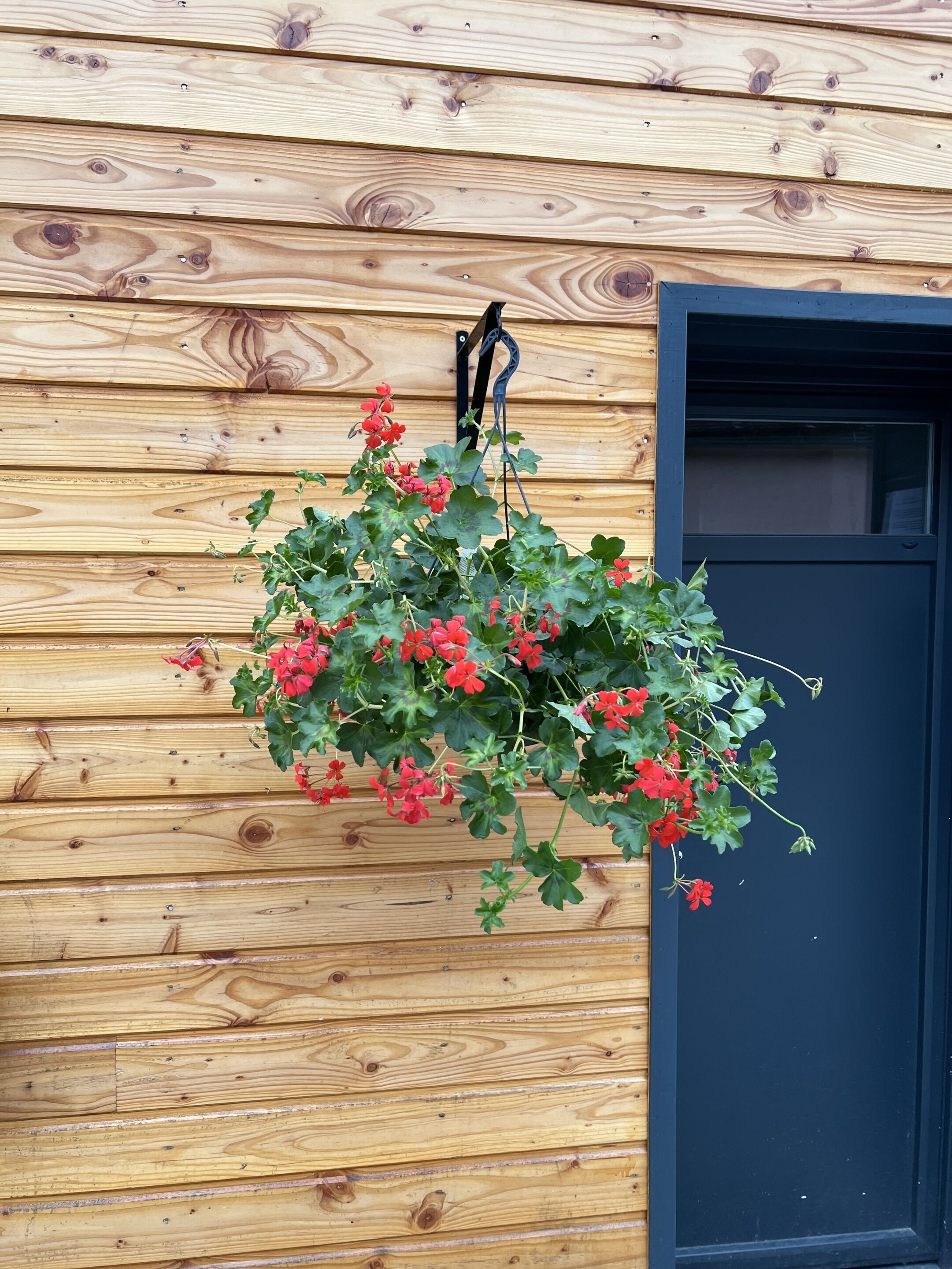 A wooden wall with a hanging planter of red flowers.