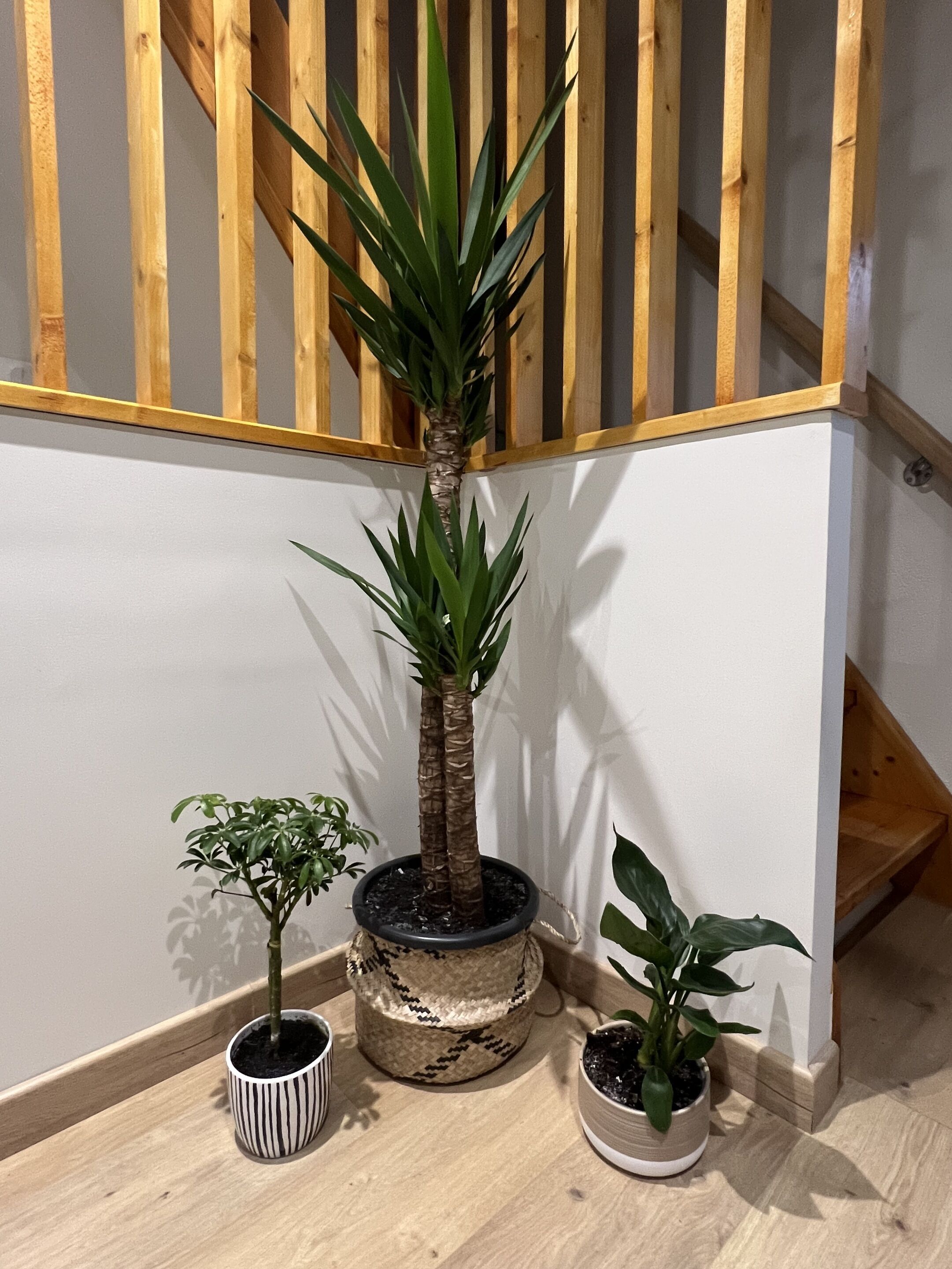 Een trap met houten leuningen en drie plantenbakken op de overloop.