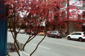 Vista da rua com carros estacionados, uma árvore com folhas avermelhadas e um edifício com vários andares.