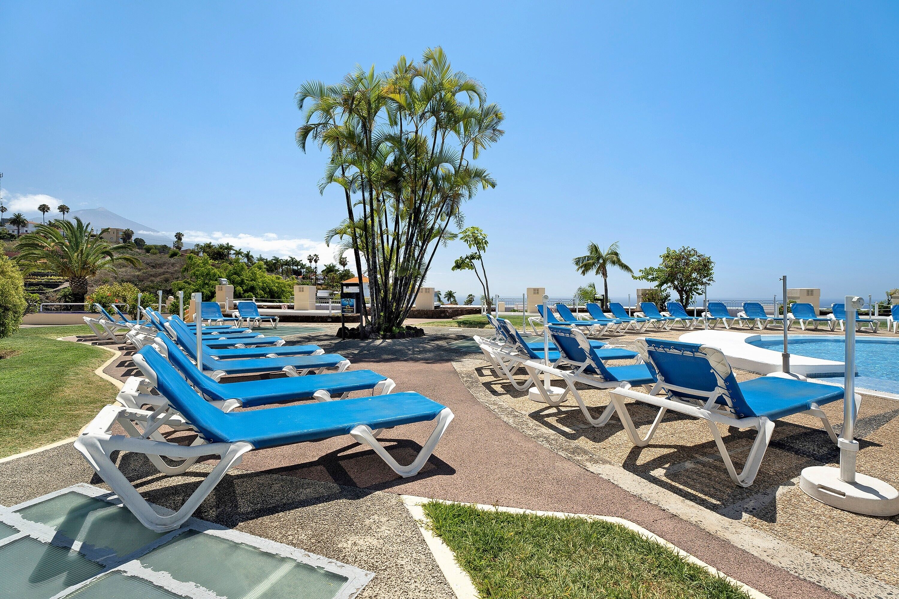 A poolside area with blue lounge chairs and a palm tree.