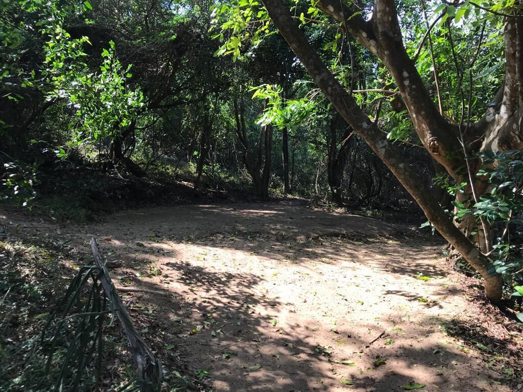 Un área boscosa con un sendero de tierra.