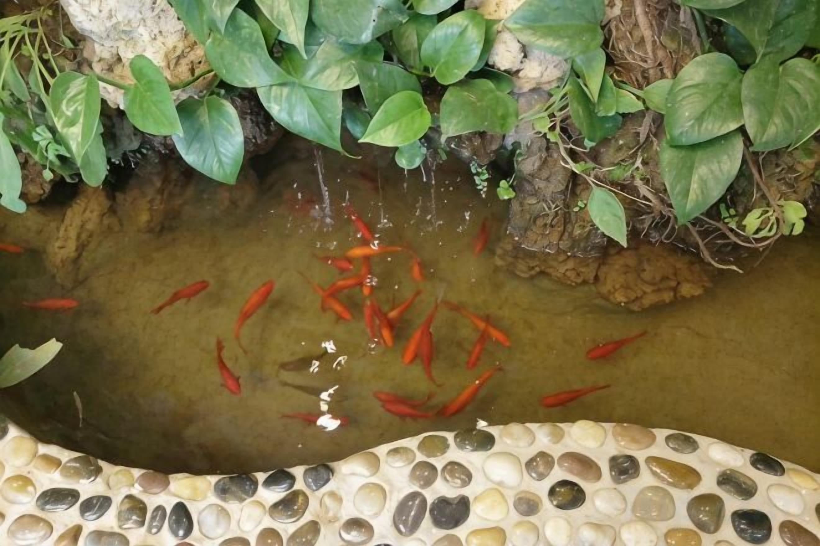 A pond with red fish and pebbles at the bottom.