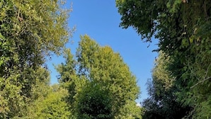 Ein Garten mit vielfältigen Pflanzen und Bäumen, einem gepflegten Rasen und einem Kiesweg.