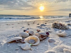 Una playa con caracoles marinos esparcidos y una persona a lo lejos.