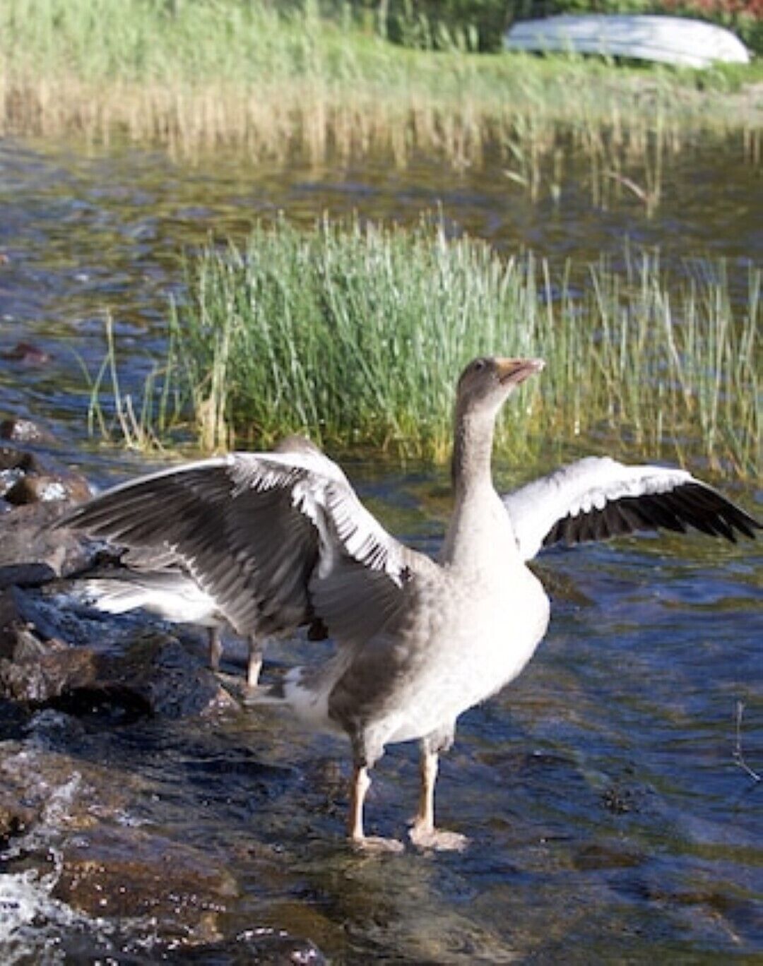 A bird standing in shallow water with its wings spread.