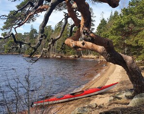 Un kayak rojo sobre una playa arenosa con un tronco grande de árbol que se extiende sobre el agua.