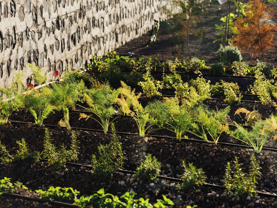 Un jardín con diversas plantas y un muro de piedra.