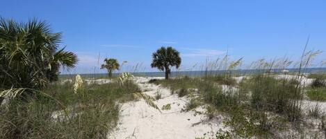 Talo, useita sänkyjä (Camp Palms at Indian Pass) | Ranta | Ranta lähistöllä