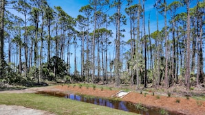 A natural landscape with a pond, tall pine trees, and a dirt path. - Bay Destiny RV Lot 2 (Port St. Joe)