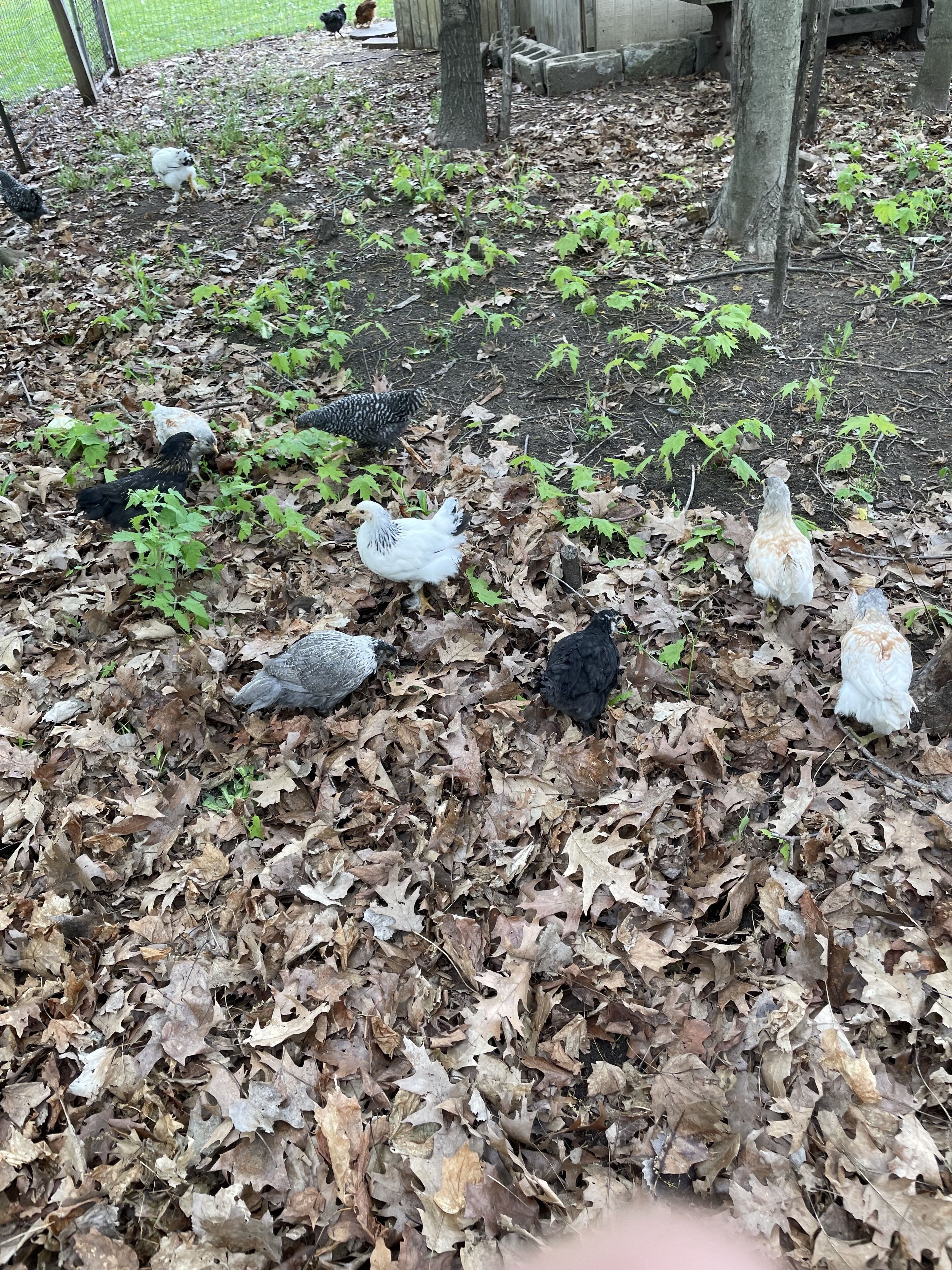 A group of chickens foraging on a leaf-covered ground with a wooden structure in the background.