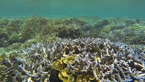 An underwater coral reef with dense, branching formations. - Dolphin Bay Cabana Resort (Trincomalee)