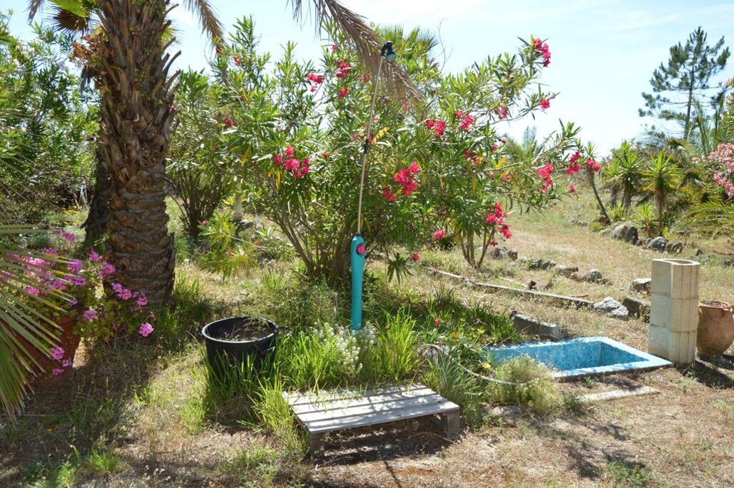 Um jardim com palmeira, plantas floridas, uma pequena piscina e um deck de madeira.